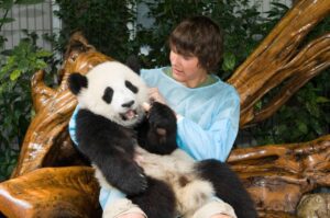 panda volunteer program Dujiangyan