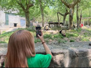 Hazte voluntario con los pandas en Dujiangyan: guía completa de la experiencia «China Panda Experience»