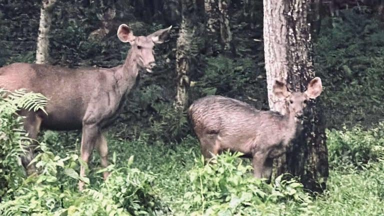 Chitwan National Park Safari