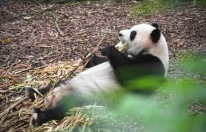 7 Days Jiuzhaigou And Chengdu Tour