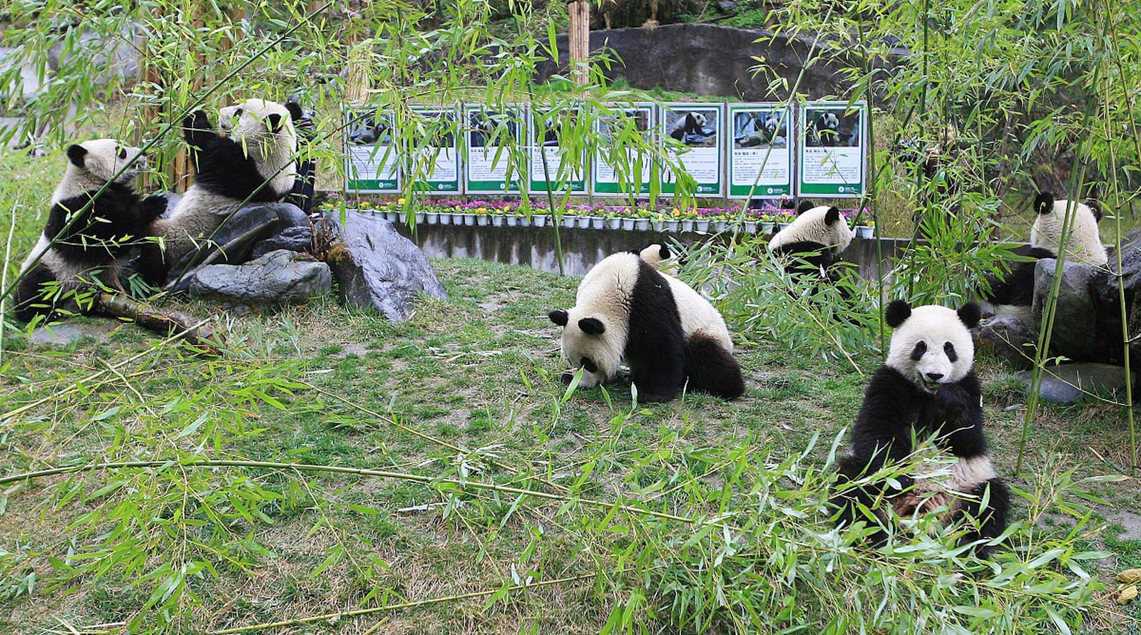 Chengdu Panda Base 3 Days Chengdu And Leshan Buddha Tour