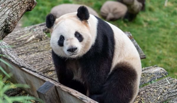 4 Days Yangtze River Cruise