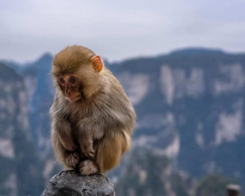 4 Days Zhangjiajie Tour