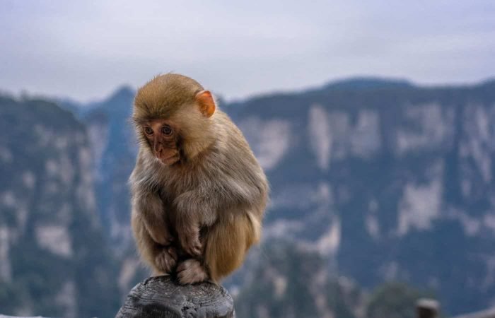 4 Days Zhangjiajie Tour