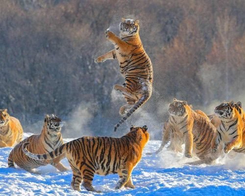 6 Days Harbin, Snow Town To Changbai Mountain