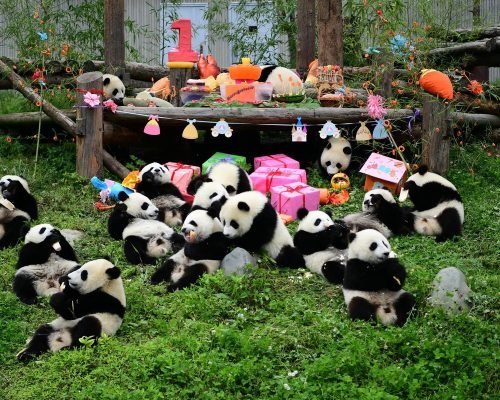3 Days Chengdu And Leshan Buddha Tour