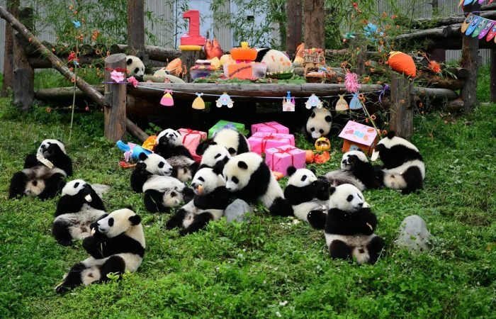 3 Days Chengdu And Leshan Buddha Tour