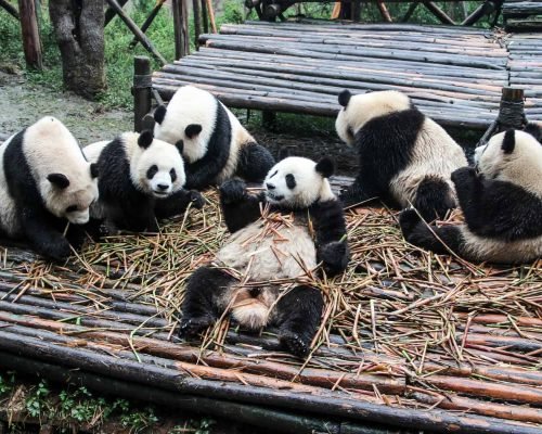 3 Days Chengdu And Leshan Buddha Tour