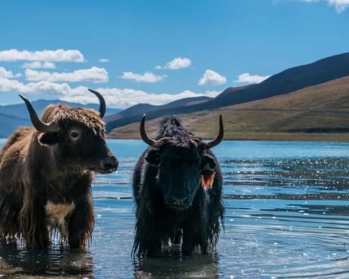 Tibet: 8 Days Lhasa To Everest Base Camp Tour