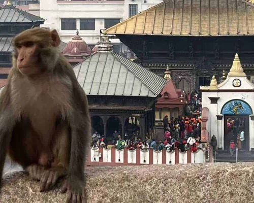 8 Days Nepal Tour Of Kathmandu, Chitwan, Pokhara