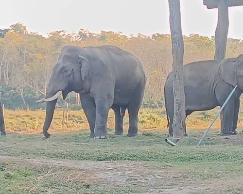 8 Days Nepal Tour Of Kathmandu, Chitwan, Pokhara
