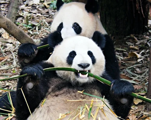 3 Days Chengdu And Leshan Buddha Tour