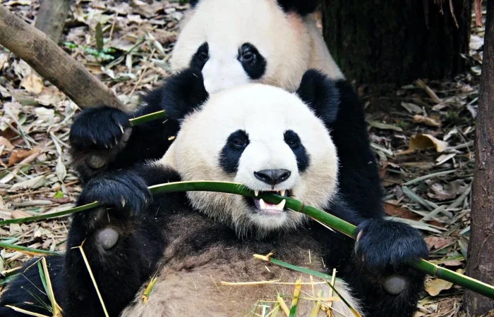 3 days Chengdu and Leshan Buddha Tour - YellowBirdTour