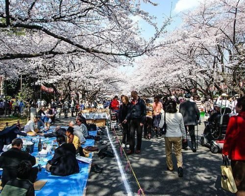 9 Days Japan Cherry Blossom Journey Through Tokyo, Kyoto, Nara & Osaka
