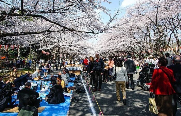 9 Days Japan Cherry Blossom Journey Through Tokyo, Kyoto, Nara & Osaka