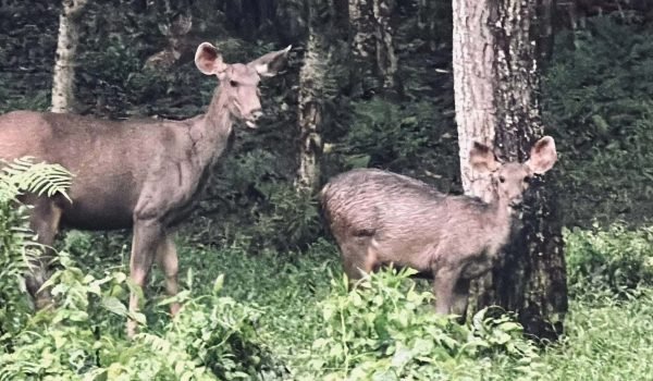 Chitwan National Park Safari