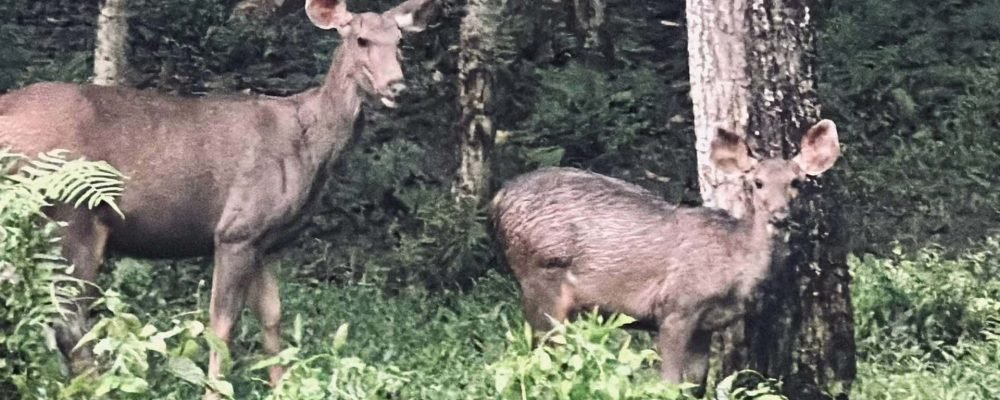 Chitwan National Park Safari