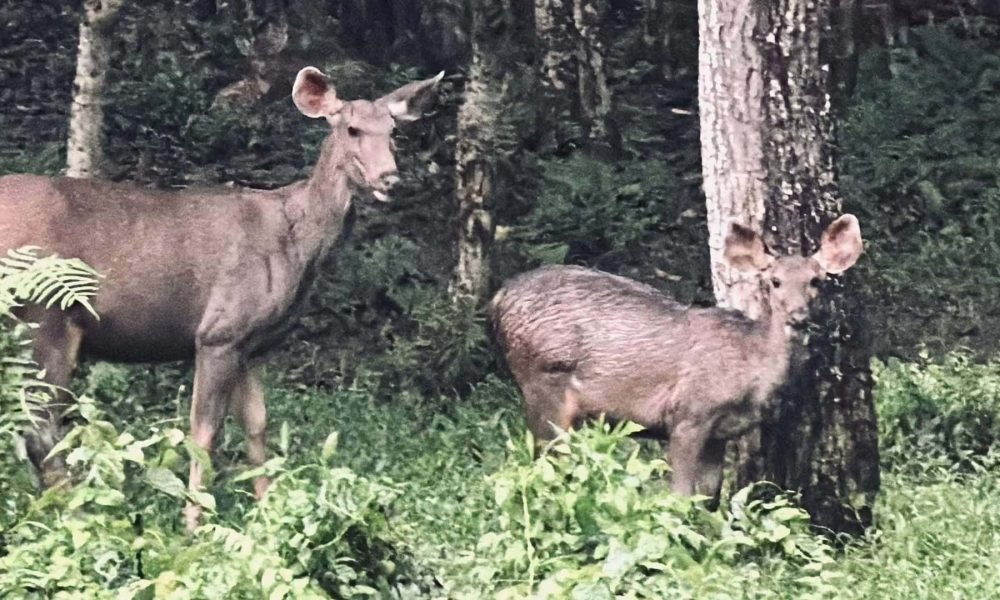 Chitwan National Park Safari