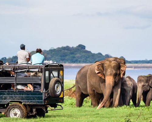 8 Daya Sri Lanka Tour