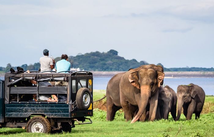 8 Daya Sri Lanka Tour