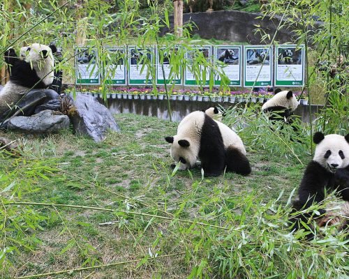 3 Days Chengdu And Leshan Buddha Tour