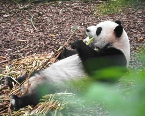 7 Days Jiuzhaigou And Chengdu Tour