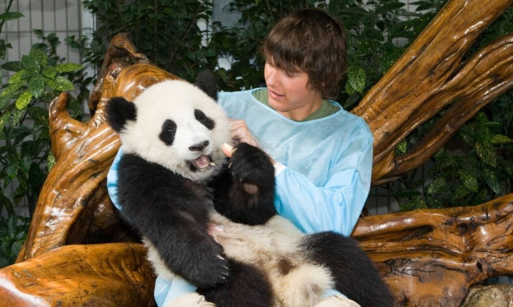 The Ultimate Guide to Panda Tours in China: See Giant Pandas Up Close ...