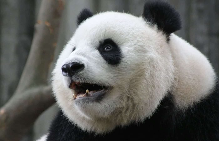 7 Days Jiuzhaigou And Chengdu Tour