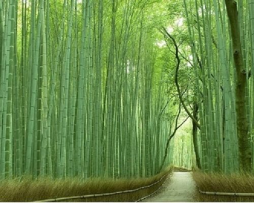 9 Days Japan Cherry Blossom Journey Through Tokyo, Kyoto, Nara & Osaka