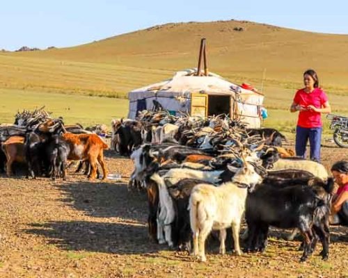 8 Days Mongolia Tour Adventure: Discover Culture, Nature, And Tradition