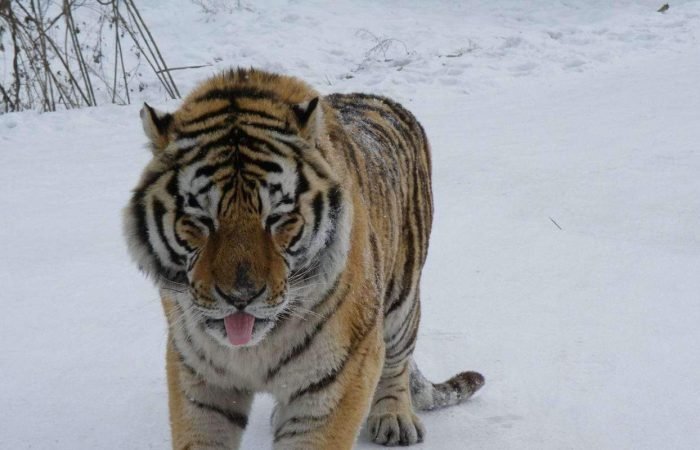 A Siberian Tiger walking towards the camera in Harbin, China