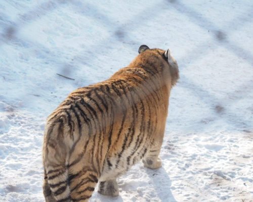 3 Days Harbin Ice And Snow Festival