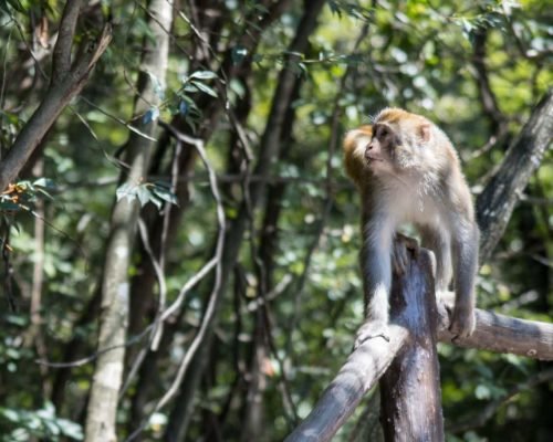 4 Days Zhangjiajie Tour