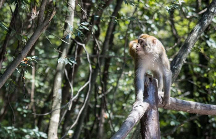 4 Days Zhangjiajie Tour