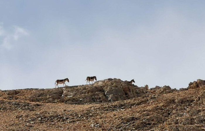 15 Days Lhasa, Everest, Mt Kailash Trek Tour