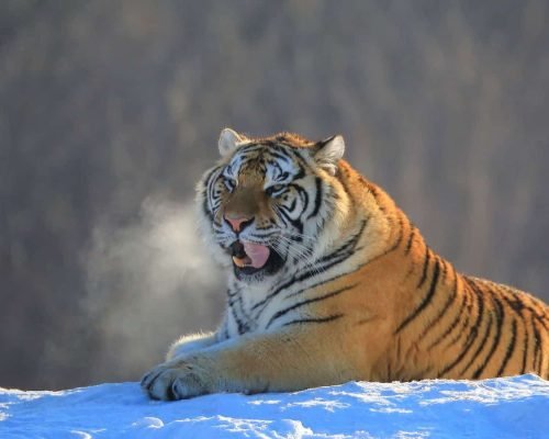 3 Days Harbin Ice And Snow Festival