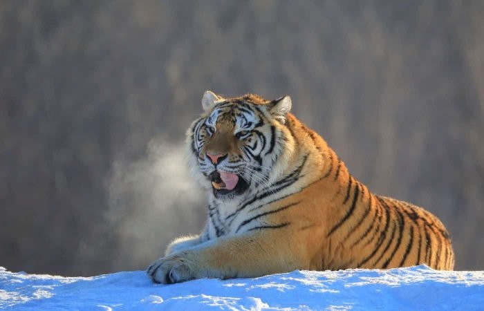 3 Days Harbin Ice And Snow Festival