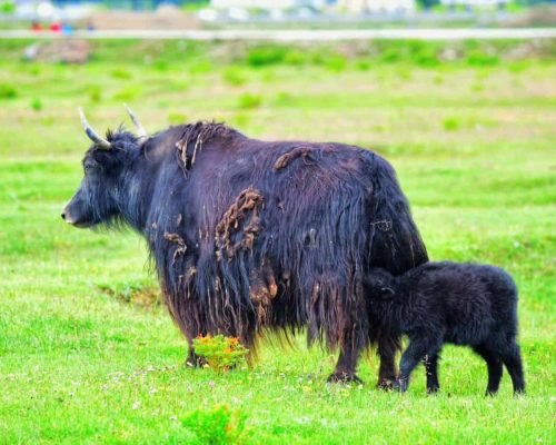 7 Days Yunnan Journey To The Lost Horizon