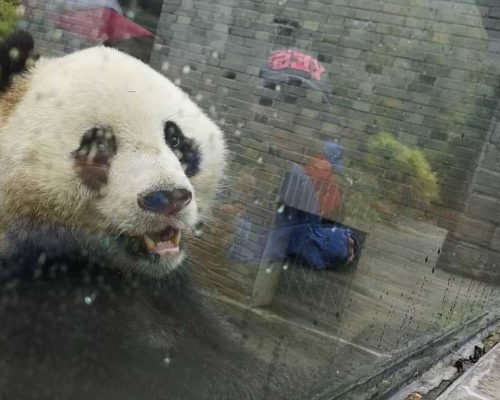 1 Day Dujiangyan Panda Volunteer