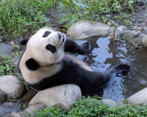 1 Day Dujiangyan Panda Volunteer