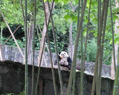 1 Day Dujiangyan Panda Volunteer