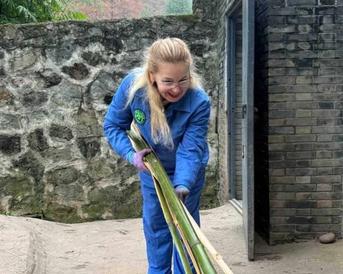 1 Day Dujiangyan Panda Volunteer