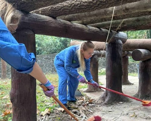 1 Day Dujiangyan Panda Volunteer