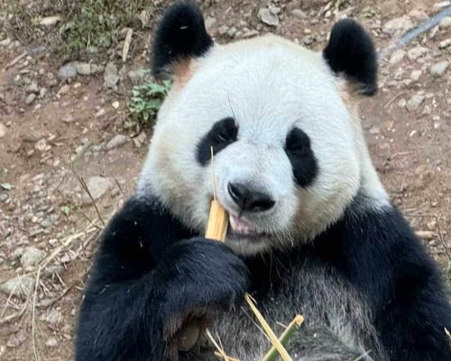 1 Day Dujiangyan Panda Volunteer