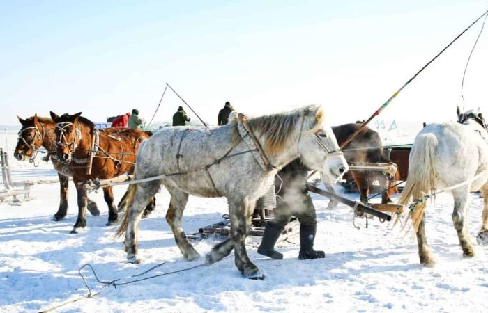 White and brown Horses near Jingpo Lake, China